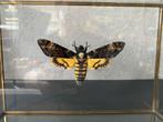 Papillon Sphinx Tête de Mort Acherontia Atropos caisson 3D, Collections, Collections Animaux, Insecte, Animal empaillé, Enlèvement ou Envoi