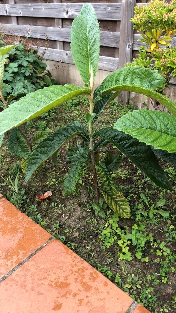 Eriobotrya japonica, Tuin en Terras, Planten | Fruitbomen, Overige soorten, Minder dan 100 cm, Volle zon, Bloeit niet, Ophalen