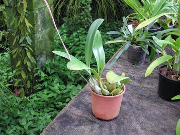 Orchidee plant, Bulbophyllum echinolabium disponible aux enchères