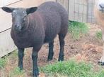 Schapen, Dieren en Toebehoren, Schapen, Geiten en Varkens