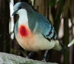 Dolksteek duiven gezocht, Dieren en Toebehoren, Vogels | Overige Vogels
