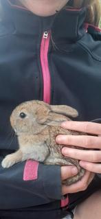 konijntjes, Dieren en Toebehoren, Konijnen, Geslacht onbekend, Middelgroot, 0 tot 2 jaar