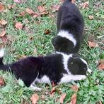 Border collie pups blue merle, red merle zwart-wit, Animaux & Accessoires, Parvovirose, 8 à 15 semaines, Colley, Plusieurs