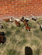 Legkippen, Dieren en Toebehoren