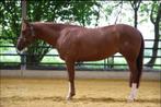 Quarter horse 12 jarige merrie, Dieren en Toebehoren, Merrie, Minder dan 160 cm, Gechipt, Niet van toepassing