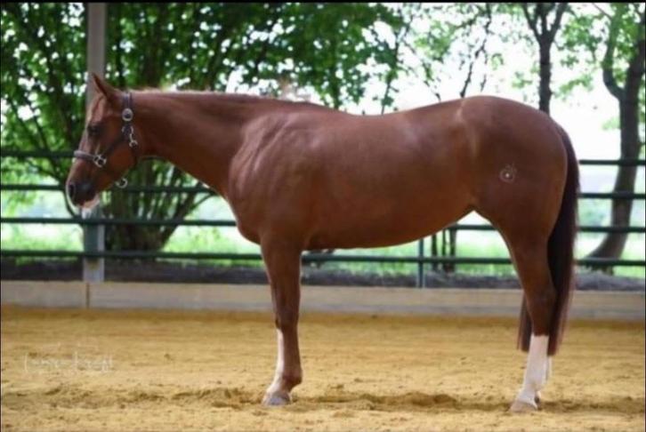 Quarter horse 12 jarige merrie, Dieren en Toebehoren, Paarden, Merrie, Niet van toepassing, Minder dan 160 cm, 11 jaar of ouder