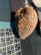 Schelpen, Verzamelen, Mineralen en Fossielen, Ophalen of Verzenden