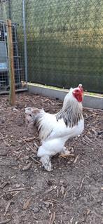 Brahma kriel wit, Dieren en Toebehoren, Vrouwelijk, Kip