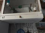 Forpus jongen  te koop, Dieren en Toebehoren