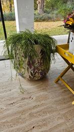 Rhipsalis - hangplant (grote plant) 40cm, Ophalen