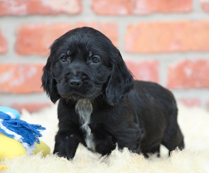 Engelse Cocker pups, Dieren en Toebehoren, Honden | Retrievers, Spaniëls en Waterhonden, Meerdere dieren, Spaniël, Fokker | Professioneel