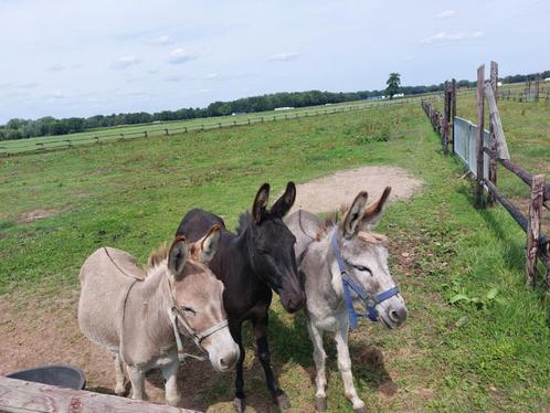 Drie prachtige ezeltjes, Dieren en Toebehoren, Overige Dieren, Meerdere dieren, Juni