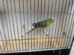 Grasparkiet, Dieren en Toebehoren, Vogels | Parkieten en Papegaaien