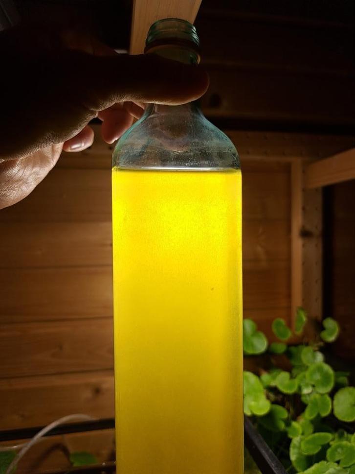 Azijnaaltjes, Dieren en Toebehoren, Vissen | Aquaria en Toebehoren, Nieuw, Overige typen, Ophalen