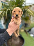 Prachtige goldendoodle pups ( golden retriever x poedel ), Dieren en Toebehoren, Honden | Retrievers, Spaniëls en Waterhonden