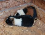 Us teddy cavia's. Cavia, Dieren en Toebehoren, Maart, Cavia
