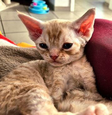 Devon-Rex,  poes, Dieren en Toebehoren, Katten en Kittens | Raskatten | Korthaar, Poes, Met stamboom, 0 tot 2 jaar