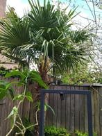palmboom zaden, Jardin & Terrasse, Enlèvement, Palmier