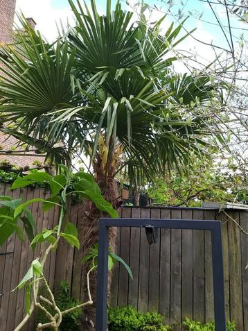palmboom zaden