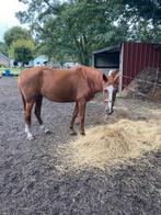 Springpaard merrie 5 jaar oud, Dieren en Toebehoren, Paarden, Springpaard