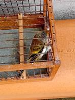 Jeune metis chardonneret male, Dieren en Toebehoren, Mannelijk