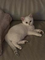 Brits korthaar kittens, Dieren en Toebehoren, Katten en Kittens | Raskatten | Korthaar, Meerdere dieren, Gechipt, 0 tot 2 jaar