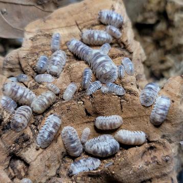 Armadillidium espanyoli "marbeleized" beschikbaar voor biedingen