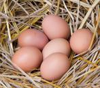 Œufs de nos poules élevées en liberté., Enlèvement ou Envoi