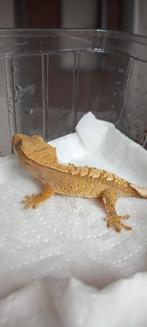 NPV Extreme Harlequin wimpergekko baby, Dieren en Toebehoren, Reptielen en Amfibieën, Hagedis, Tam, 0 tot 2 jaar