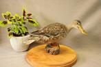 Opgezette eend - taxidermie, Verzamelen, Dierenverzamelingen, Ophalen of Verzenden, Gebruikt, Vogel, Opgezet dier