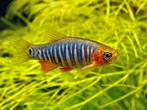 Hobbyaquarium Rasbora emerald Zondag 3 augustis 12/17uur, Dieren en Toebehoren, Vis, Zoetwatervis, Schoolvis