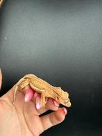Quad stripe lilly white phantom wimpergekko, Dieren en Toebehoren