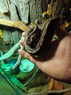 Black pastel ball python, Dieren en Toebehoren, Reptielen en Amfibieën
