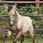 Bijrijder/ verzorger halve stal gezocht, Dieren en Toebehoren