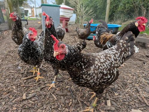 Broedeieren Anconakrielen dun witgepareld, Dieren en Toebehoren, Pluimvee, Kip, Geslacht onbekend