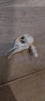 Crâne Pigeon collection cabinet de curiosités, Comme neuf, Crâne, Enlèvement ou Envoi, Oiseaux