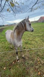 De hele spa voor jong en oud, Dieren en Toebehoren, Paarden