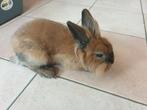 Dwergkonijn voedster leeuwenkop, Dieren en Toebehoren, Konijnen, Vrouwelijk, Dwerg, 0 tot 2 jaar