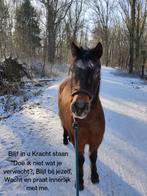 Weidemaatje,  grondwerkpony, Dieren en Toebehoren, Pony's, Gechipt, B, Ruin, B pony (1.17m tot 1.27m)
