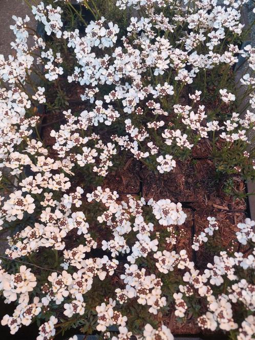 Iberis "schneeflocke", Tuin en Terras, Planten | Tuinplanten, Vaste plant, Ophalen