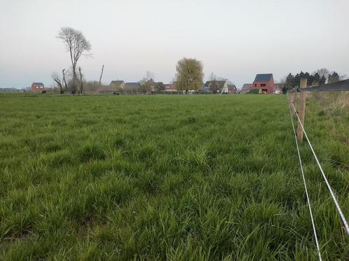 Weide te huur, Dieren en Toebehoren, Stalling en Weidegang, Weidegang, 2 of 3 paarden of pony's