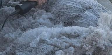 Alpacawol, Dieren en Toebehoren, Overige Dieren-accessoires, Ophalen
