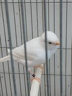 Jonge kanarie, Mannelijk, Zangkanarie
