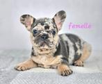 Bouledogue français Isabella tan, Chien (mâle), Belgique, 8 à 15 semaines, Bouledogue