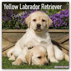 Labrador puppykalender 2018, Diversen, Nieuw, Jaarkalender, Verzenden
