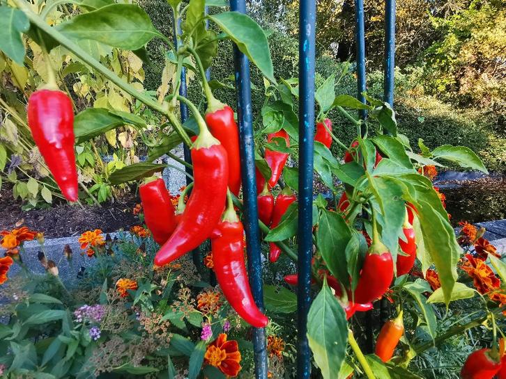 5 zaden CAP 455 baccatum paprika - biologische teelt, Tuin en Terras, Bloembollen en Zaden, Zaad, Voorjaar, Volle zon, Verzenden