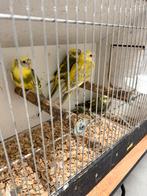 Roodrug parkiet, Meerdere dieren, Parkiet, Geringd