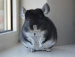 chinchilla div kleuren, Animaux & Accessoires, Rongeurs, Plusieurs animaux, Chinchilla