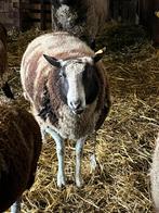 Dekbok, Dieren en Toebehoren, Schapen, Geiten en Varkens, Mannelijk, Schaap, 3 tot 5 jaar