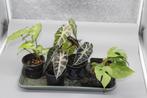 Alocasia's, syngonium en mini monstera (raphidophora), Huis en Inrichting, Kamerplanten, Ophalen of Verzenden